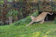 animalisch088