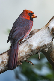 animalisch089