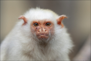 animalisch090