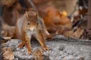 animalisch091