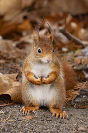 animalisch092