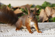 animalisch093