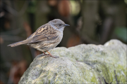 animalisch094