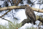 animalisch095