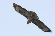 animalisch098