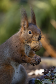 animalisch099