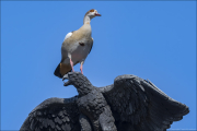 animalisch106