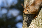animalisch108