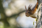 animalisch109
