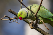 animalisch110