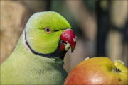 animalisch111