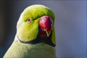 animalisch112