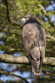 animalisch113