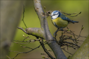 animalisch115