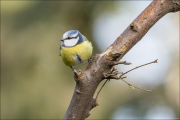 animalisch116