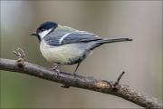 animalisch117