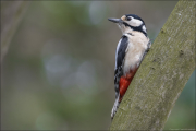 animalisch118