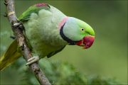 animalisch119