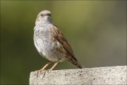 animalisch122