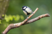 animalisch127