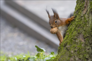animalisch129