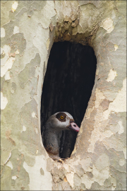 animalisch132
