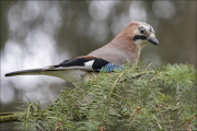 animalisch133
