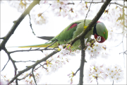 animalisch135