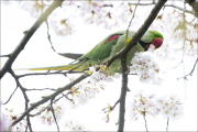 animalisch136