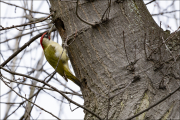 animalisch137