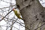 animalisch138