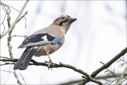 animalisch139