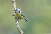 animalisch140