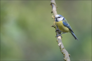 animalisch141