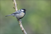 animalisch142