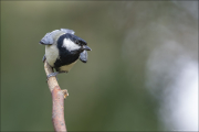 animalisch143