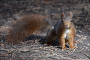 animalisch144