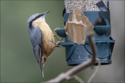 animalisch146