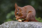 animalisch148