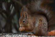 animalisch150