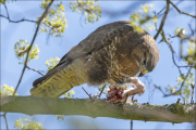 animalisch151