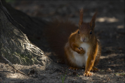 animalisch153