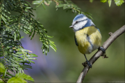 animalisch154