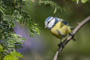 animalisch155
