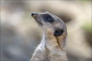animalisch158