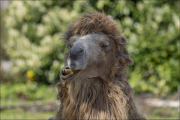 animalisch160