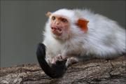 animalisch161
