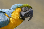 animalisch164