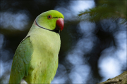 animalisch165