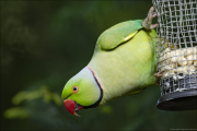 animalisch166